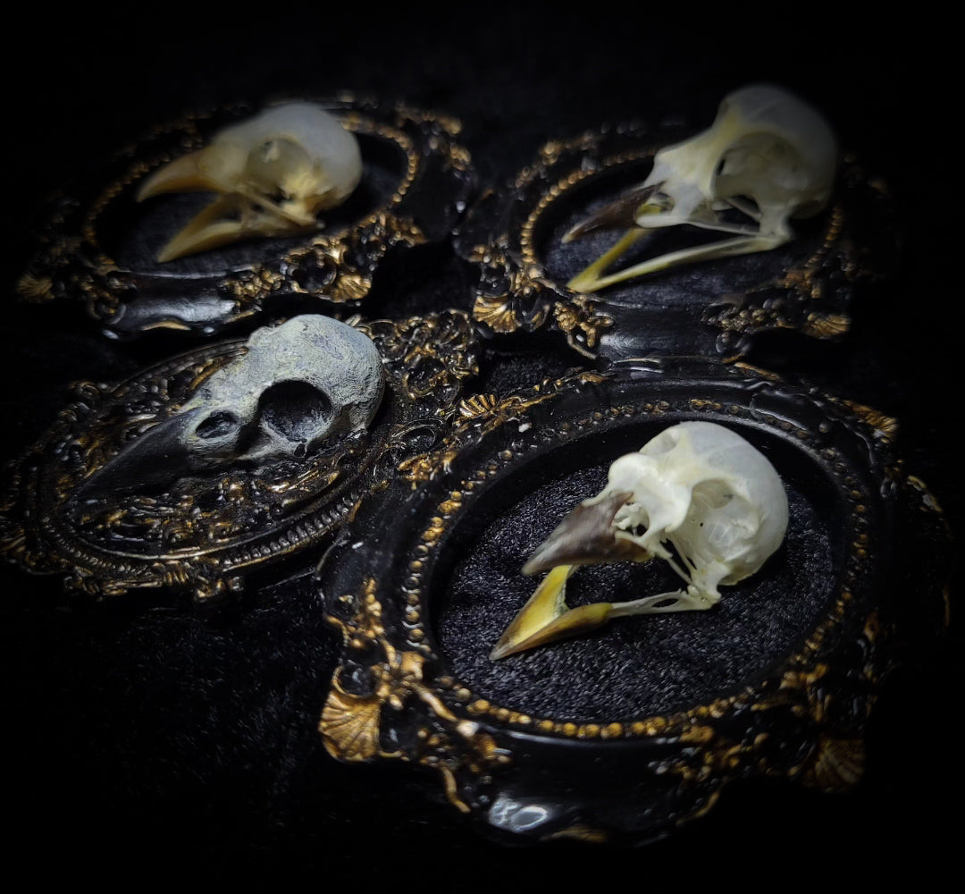 handmade gothic triptych with real bird skulls hand-cast frames black velvet dark macabre wall decor