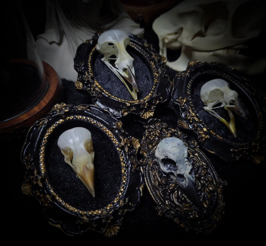 handmade gothic triptych with real bird skulls hand-cast frames black velvet dark macabre wall decor
