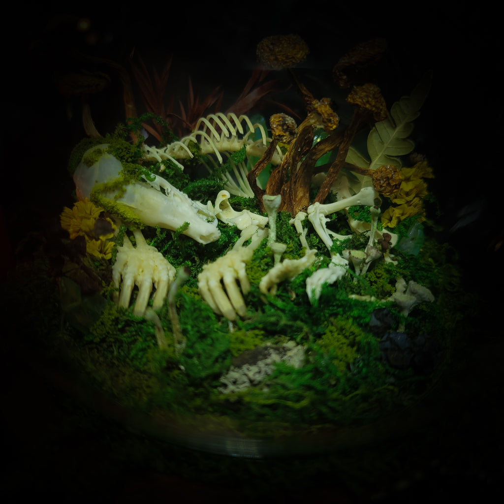 handmade gothic glass dome sleeping skeleton prince enchanted forest moss mushrooms fluorite crystals dark woodland decor