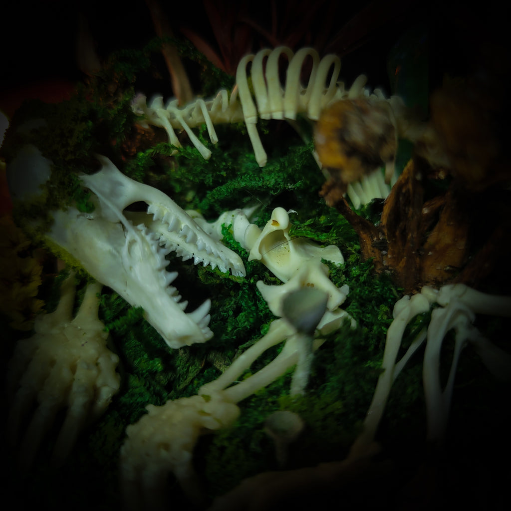 handmade gothic glass dome sleeping skeleton prince enchanted forest moss mushrooms fluorite crystals dark woodland decor