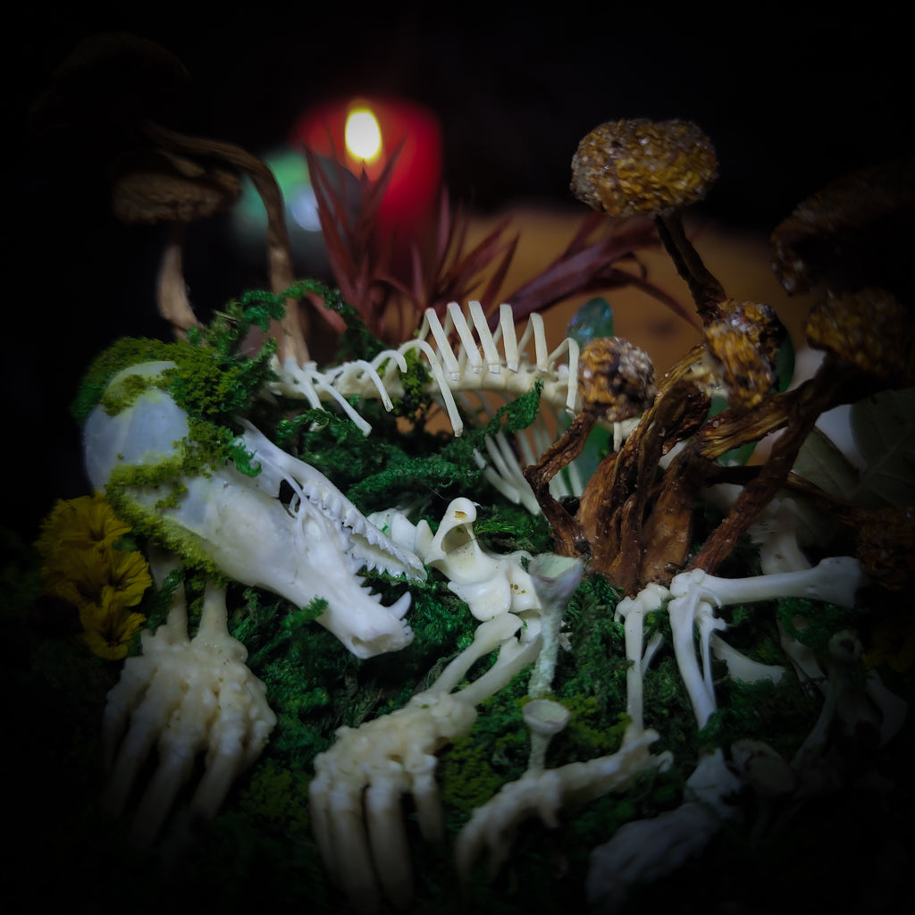 handmade gothic glass dome sleeping skeleton prince enchanted forest moss mushrooms fluorite crystals dark woodland decor