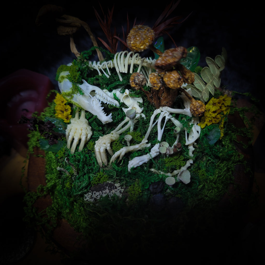 handmade gothic glass dome sleeping skeleton prince enchanted forest moss mushrooms fluorite crystals dark woodland decor