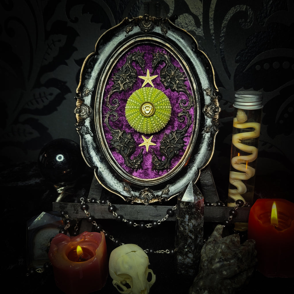 Sea Urchin Frame | Witches — handmade gothic wall decor with ethically sourced sea urchin skeleton, preserved starfish, four seahorses and crushed purple velvet in aged hand-painted frame, 17.5x13cm