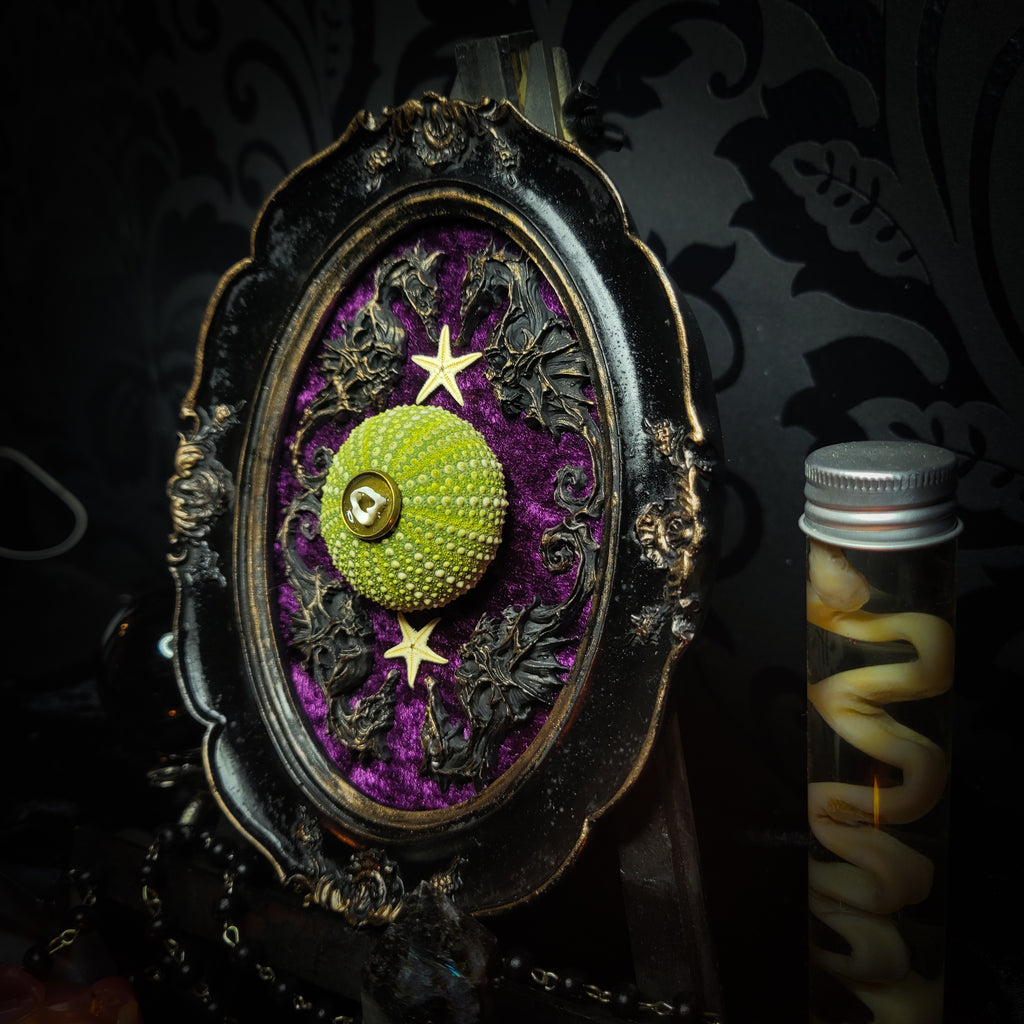 Sea Urchin Frame | Witches — handmade gothic wall decor with ethically sourced sea urchin skeleton, preserved starfish, four seahorses and crushed purple velvet in aged hand-painted frame, 17.5x13cm