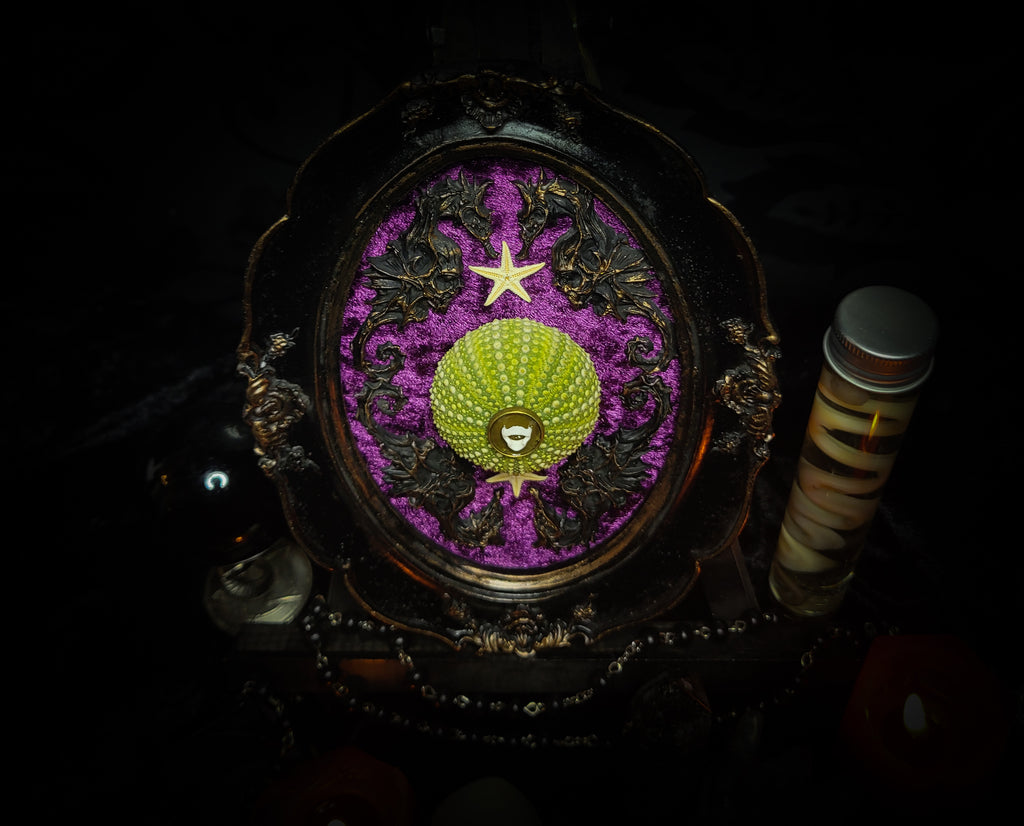 Sea Urchin Frame | Witches — handmade gothic wall decor with ethically sourced sea urchin skeleton, preserved starfish, four seahorses and crushed purple velvet in aged hand-painted frame, 17.5x13cm
