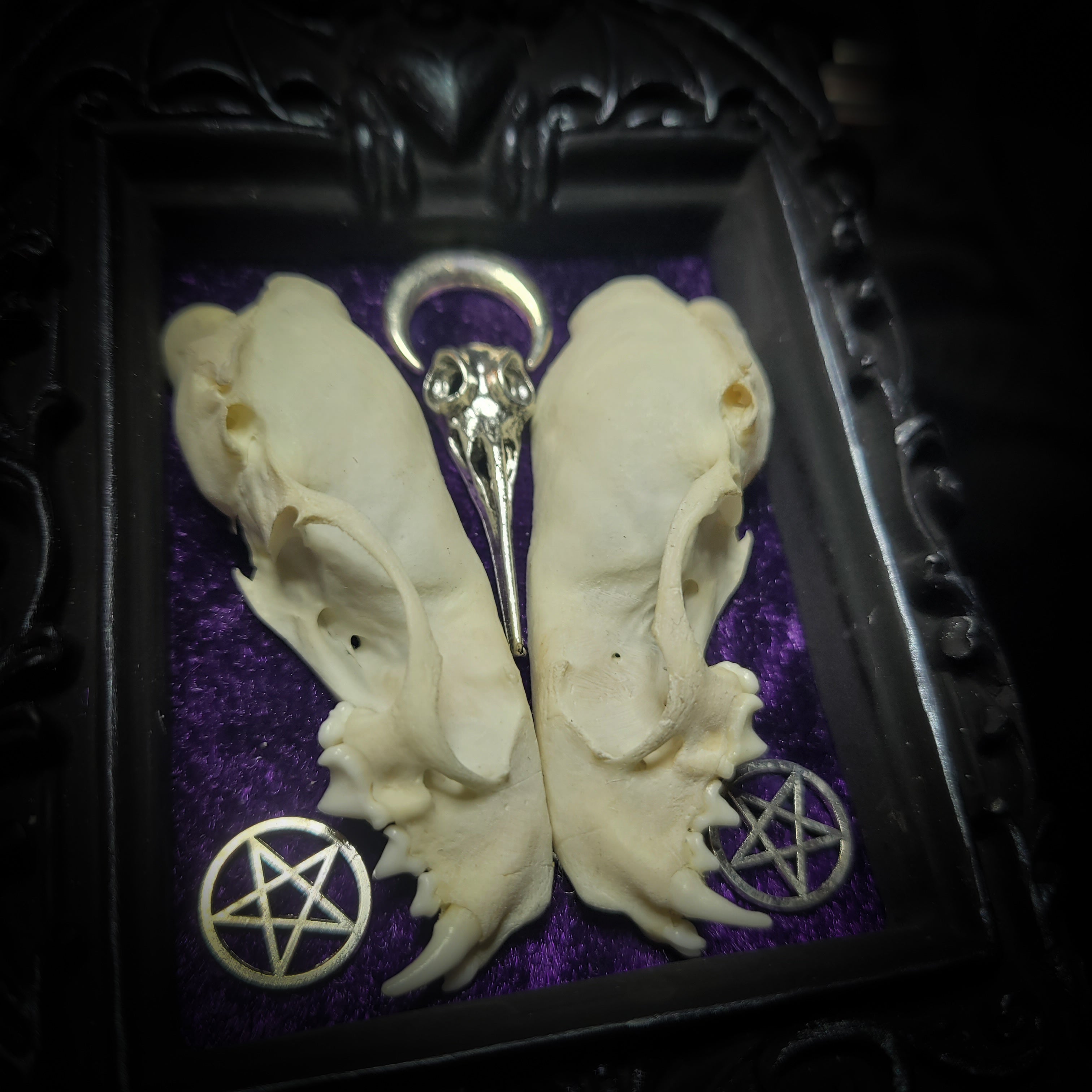 Nocrta | Gothic — handmade gothic wall decor with real mink skull mirrored composition, bat ornament, crescent moon and twin pentacles on deep purple velvet, 16x11cm