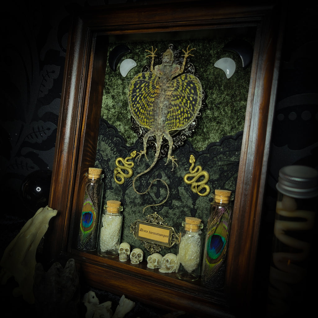 Moonaris — handmade gothic shadowbox, made to order. Preserved lizard specimen in wooden frame with black velvet and lace, quartz and obsidian crescent moons, snakeskin, peacock feathers, ornamental snakes and miniature skulls. Dark ritual wall decor, 27x21cm.