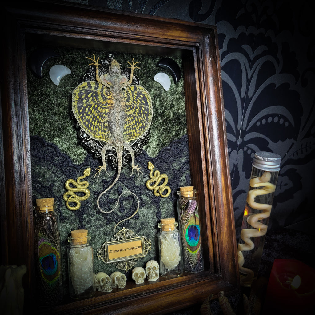 Moonaris — handmade gothic shadowbox, made to order. Preserved lizard specimen in wooden frame with black velvet and lace, quartz and obsidian crescent moons, snakeskin, peacock feathers, ornamental snakes and miniature skulls. Dark ritual wall decor, 27x21cm.