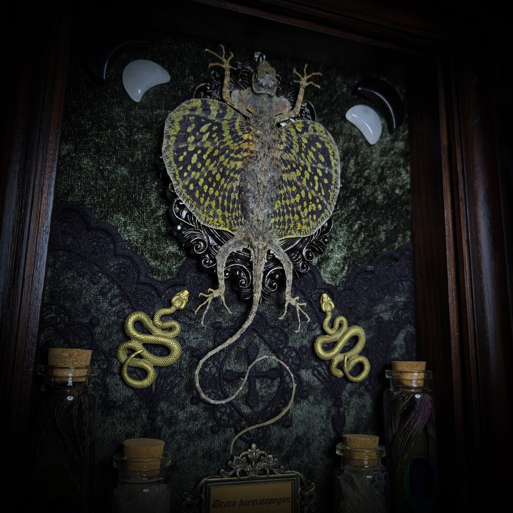 Moonaris — handmade gothic shadowbox, made to order. Preserved lizard specimen in wooden frame with black velvet and lace, quartz and obsidian crescent moons, snakeskin, peacock feathers, ornamental snakes and miniature skulls. Dark ritual wall decor, 27x21cm.