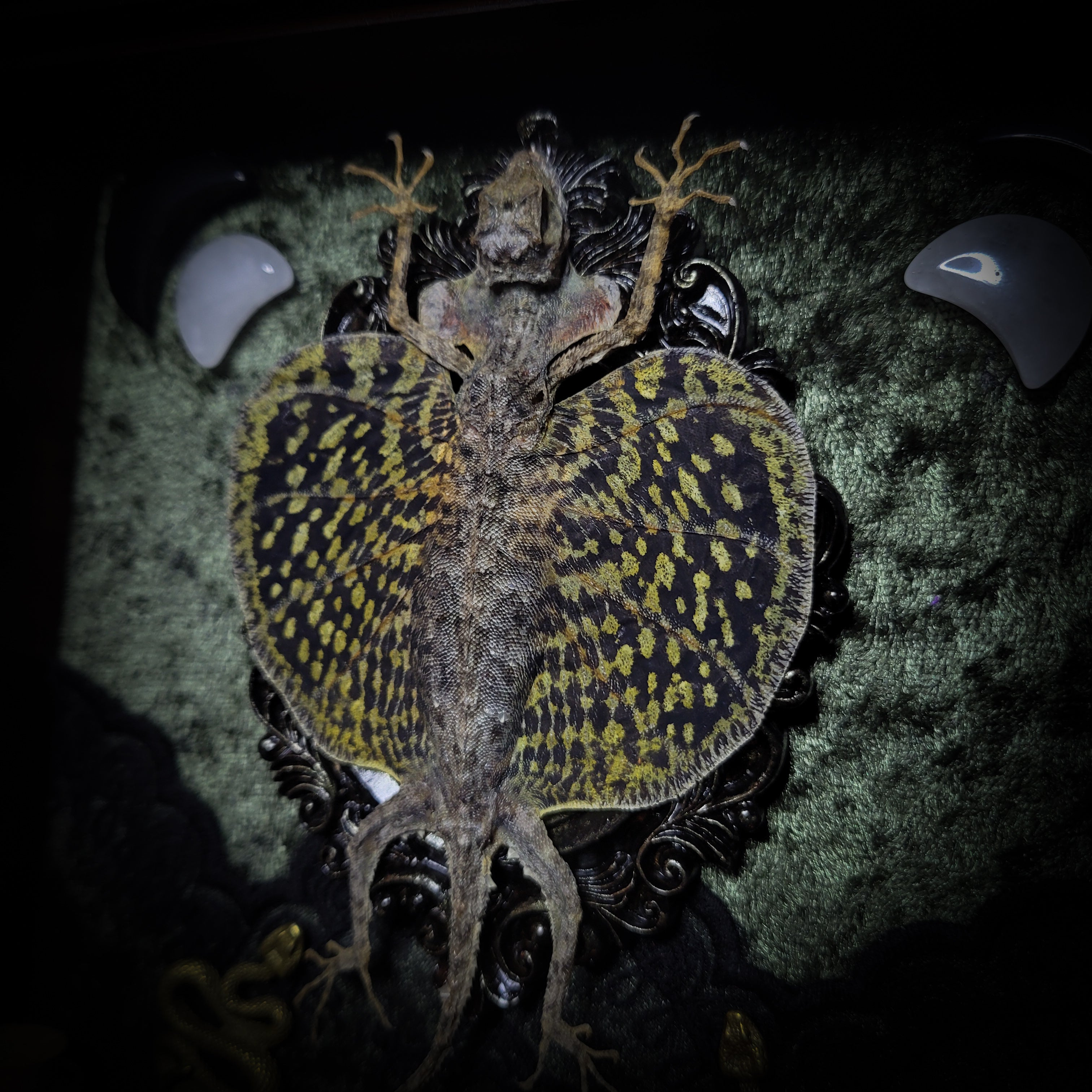 Moonaris — handmade gothic shadowbox, made to order. Preserved lizard specimen in wooden frame with black velvet and lace, quartz and obsidian crescent moons, snakeskin, peacock feathers, ornamental snakes and miniature skulls. Dark ritual wall decor, 27x21cm.
