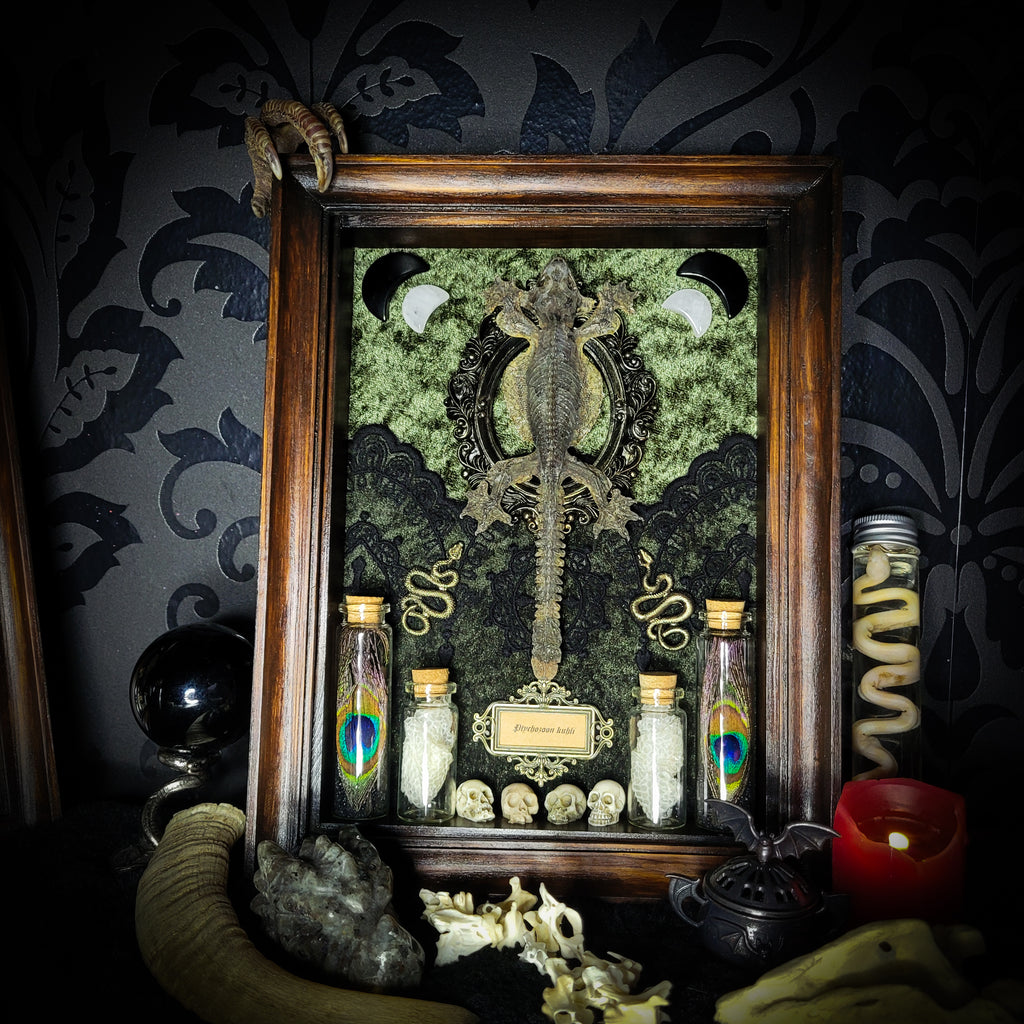 Moonaris — handmade gothic shadowbox, made to order. Preserved lizard specimen in wooden frame with black velvet and lace, quartz and obsidian crescent moons, snakeskin, peacock feathers, ornamental snakes and miniature skulls. Dark ritual wall decor, 27x21cm.