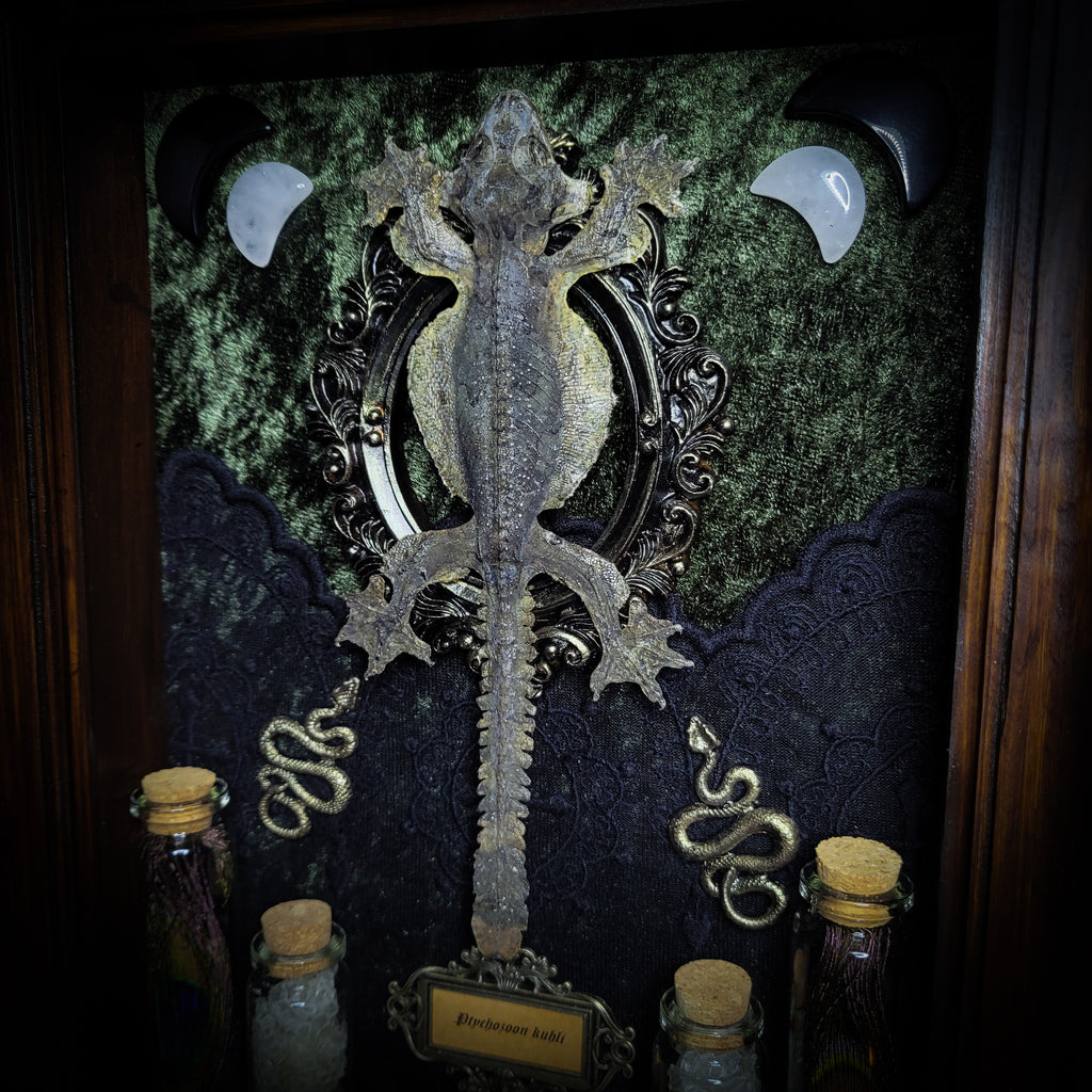 Moonaris — handmade gothic shadowbox, made to order. Preserved lizard specimen in wooden frame with black velvet and lace, quartz and obsidian crescent moons, snakeskin, peacock feathers, ornamental snakes and miniature skulls. Dark ritual wall decor, 27x21cm.