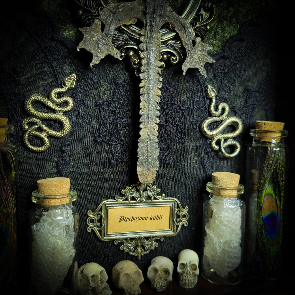 Moonaris — handmade gothic shadowbox, made to order. Preserved lizard specimen in wooden frame with black velvet and lace, quartz and obsidian crescent moons, snakeskin, peacock feathers, ornamental snakes and miniature skulls. Dark ritual wall decor, 27x21cm.