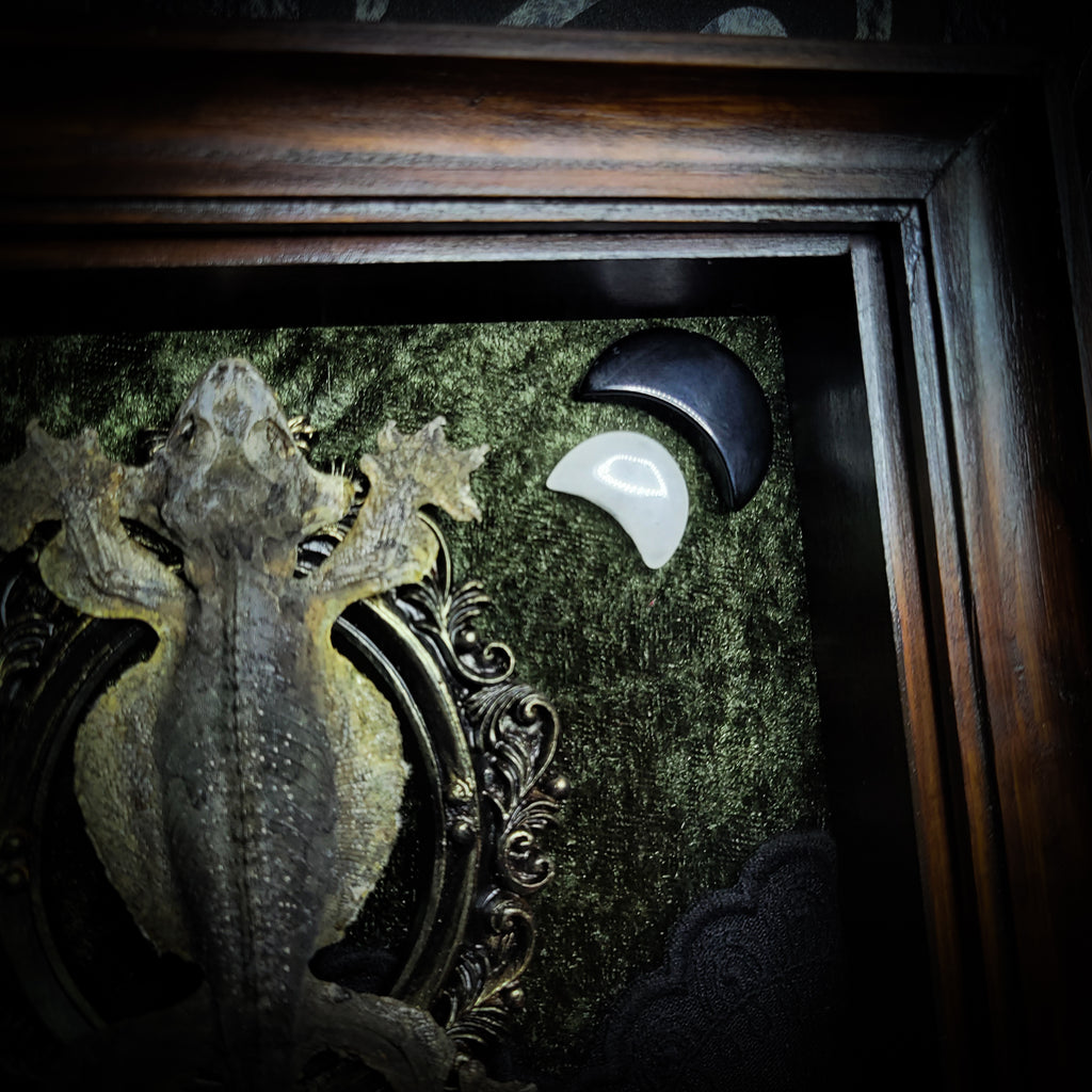 Moonaris — handmade gothic shadowbox, made to order. Preserved lizard specimen in wooden frame with black velvet and lace, quartz and obsidian crescent moons, snakeskin, peacock feathers, ornamental snakes and miniature skulls. Dark ritual wall decor, 27x21cm.
