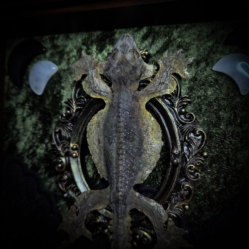 Moonaris — handmade gothic shadowbox, made to order. Preserved lizard specimen in wooden frame with black velvet and lace, quartz and obsidian crescent moons, snakeskin, peacock feathers, ornamental snakes and miniature skulls. Dark ritual wall decor, 27x21cm.