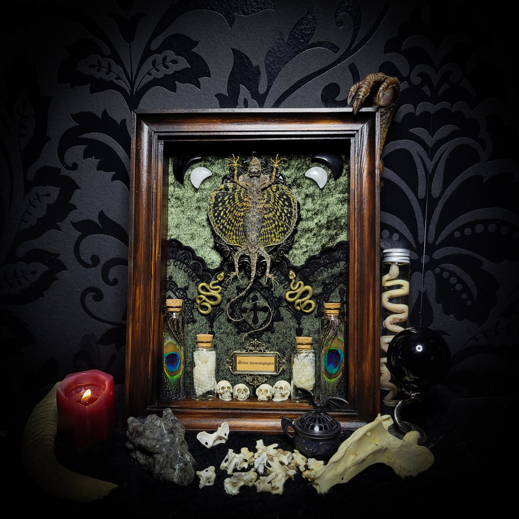 Moonaris — handmade gothic shadowbox, made to order. Preserved lizard specimen in wooden frame with black velvet and lace, quartz and obsidian crescent moons, snakeskin, peacock feathers, ornamental snakes and miniature skulls. Dark ritual wall decor, 27x21cm.