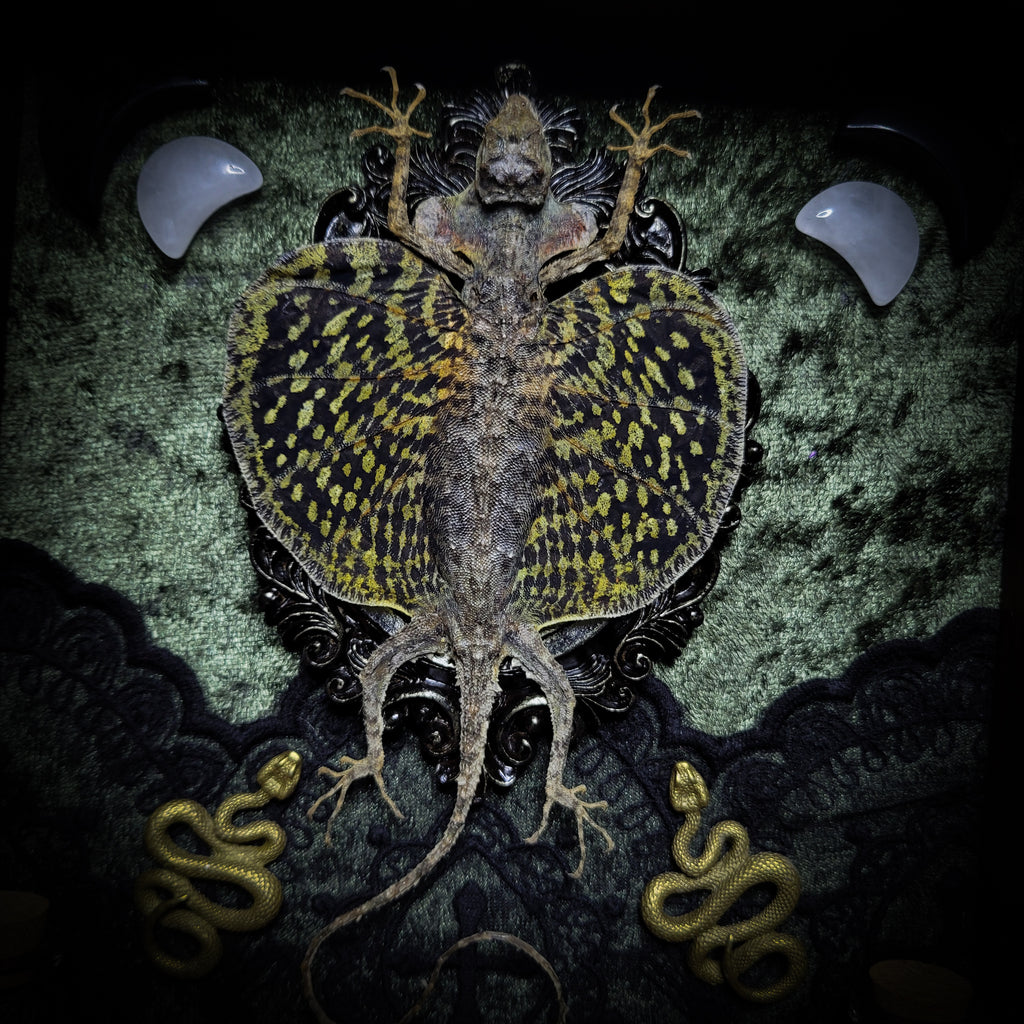 Moonaris — handmade gothic shadowbox, made to order. Preserved lizard specimen in wooden frame with black velvet and lace, quartz and obsidian crescent moons, snakeskin, peacock feathers, ornamental snakes and miniature skulls. Dark ritual wall decor, 27x21cm.