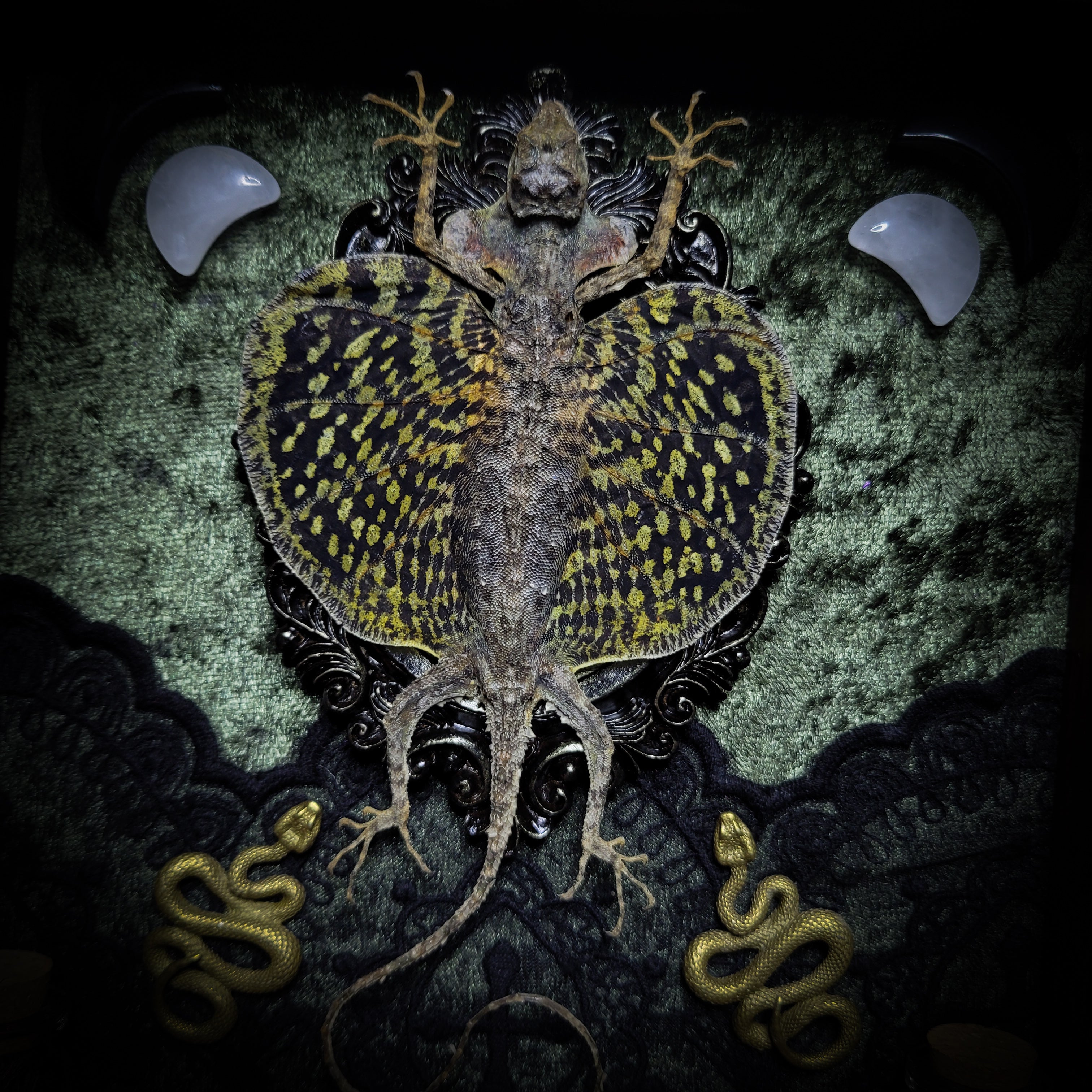 Moonaris — handmade gothic shadowbox, made to order. Preserved lizard specimen in wooden frame with black velvet and lace, quartz and obsidian crescent moons, snakeskin, peacock feathers, ornamental snakes and miniature skulls. Dark ritual wall decor, 27x21cm.