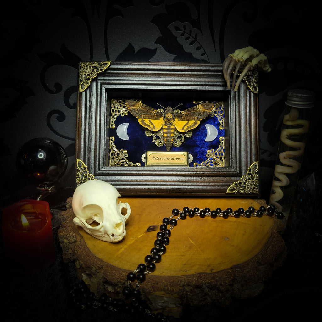 Acherontia atropos — handmade gothic frame, made to order. Death's-head hawkmoth on velvet background in fully handmade wooden frame with natural quartz crystal moons, corner ornaments and Latin species nameplate. Dark moth wall decor.