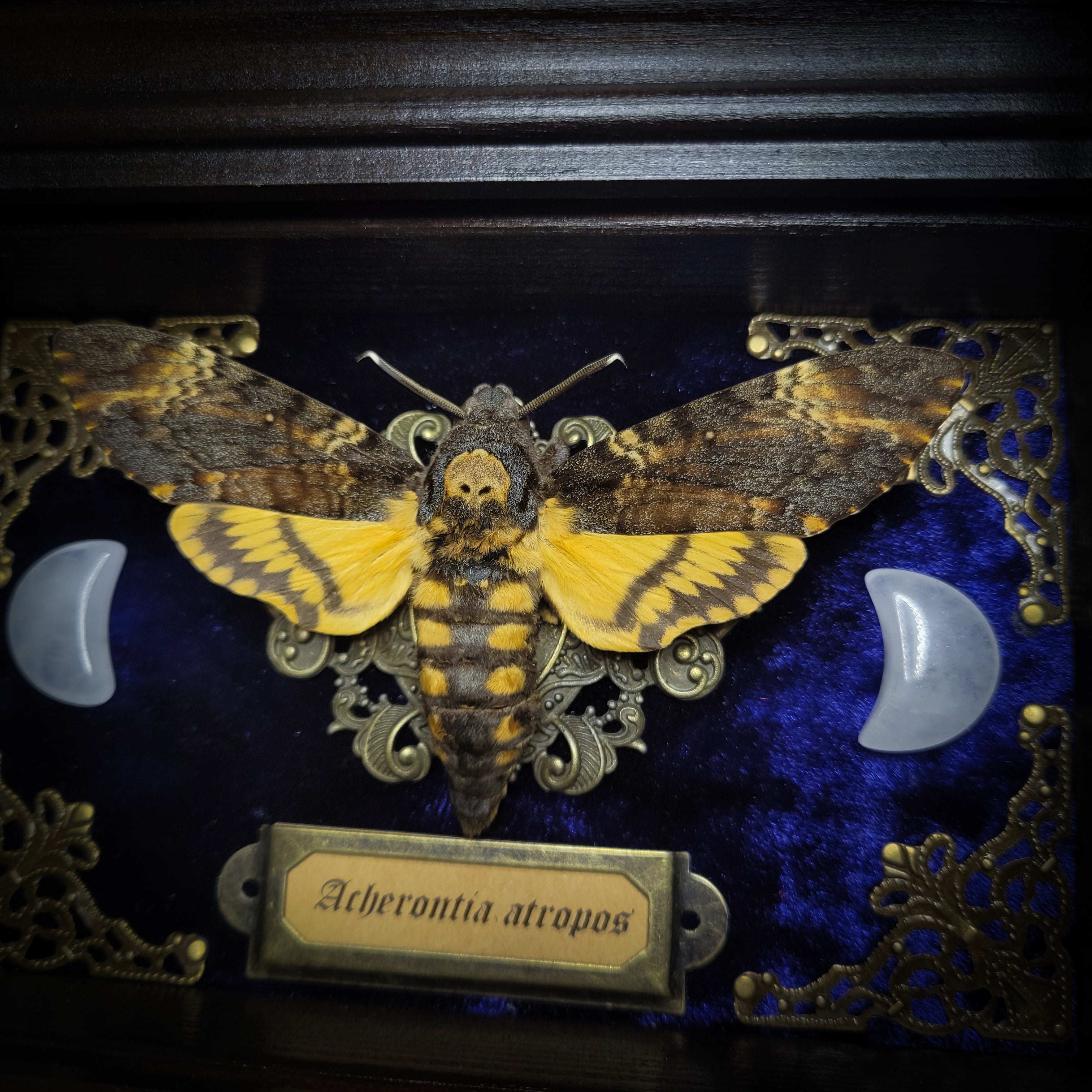 Acherontia atropos — handmade gothic frame, made to order. Death's-head hawkmoth on velvet background in fully handmade wooden frame with natural quartz crystal moons, corner ornaments and Latin species nameplate. Dark moth wall decor.