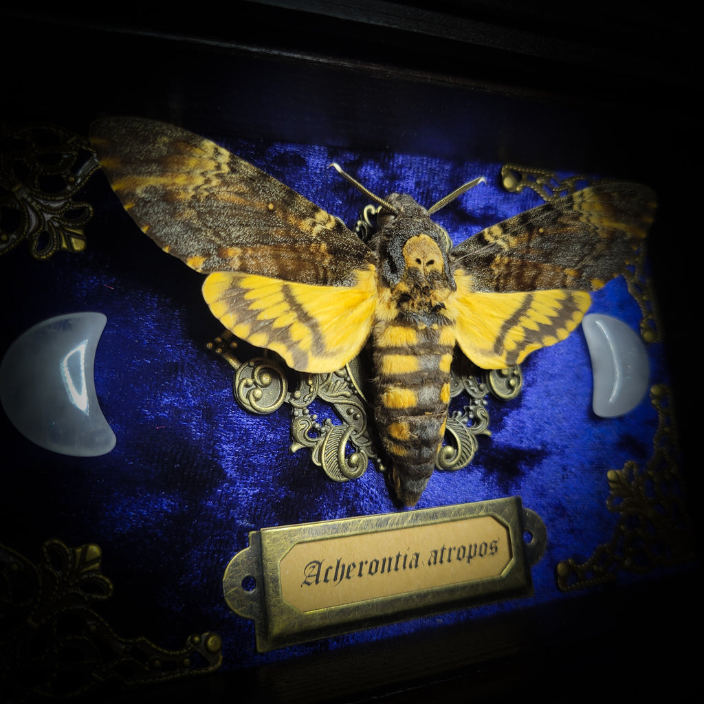 Acherontia atropos — handmade gothic frame, made to order. Death's-head hawkmoth on velvet background in fully handmade wooden frame with natural quartz crystal moons, corner ornaments and Latin species nameplate. Dark moth wall decor.