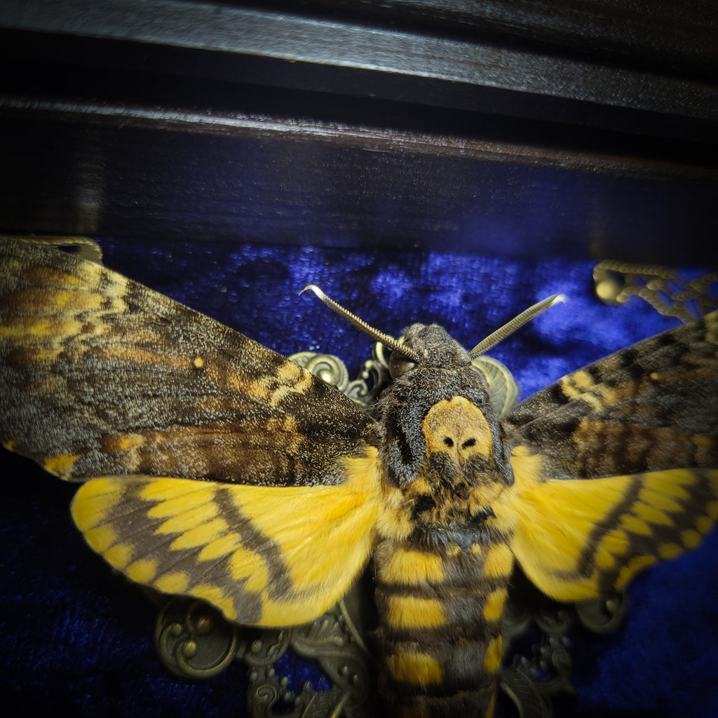 Acherontia atropos — handmade gothic frame, made to order. Death's-head hawkmoth on velvet background in fully handmade wooden frame with natural quartz crystal moons, corner ornaments and Latin species nameplate. Dark moth wall decor.