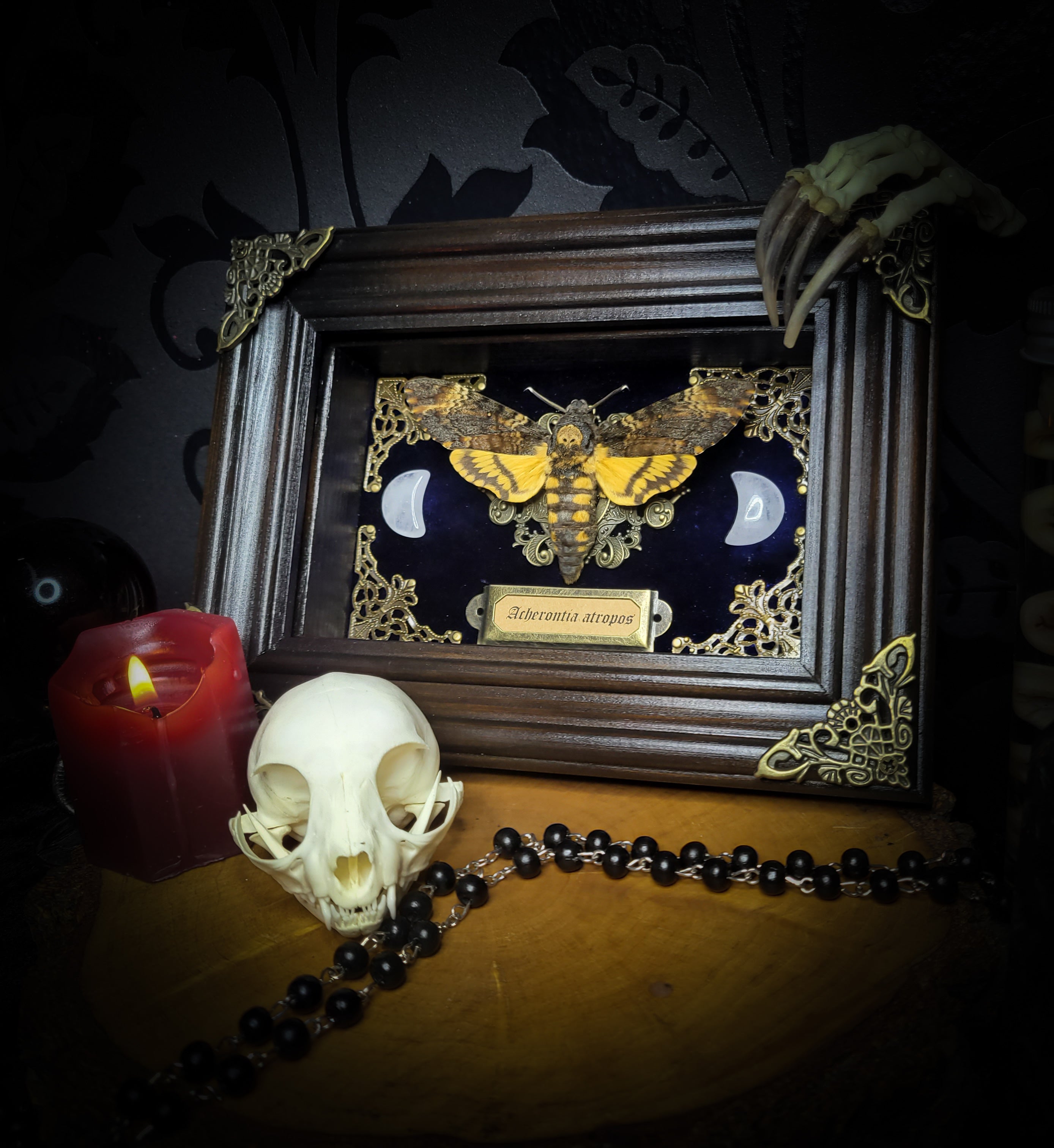 Acherontia atropos — handmade gothic frame, made to order. Death's-head hawkmoth on velvet background in fully handmade wooden frame with natural quartz crystal moons, corner ornaments and Latin species nameplate. Dark moth wall decor.