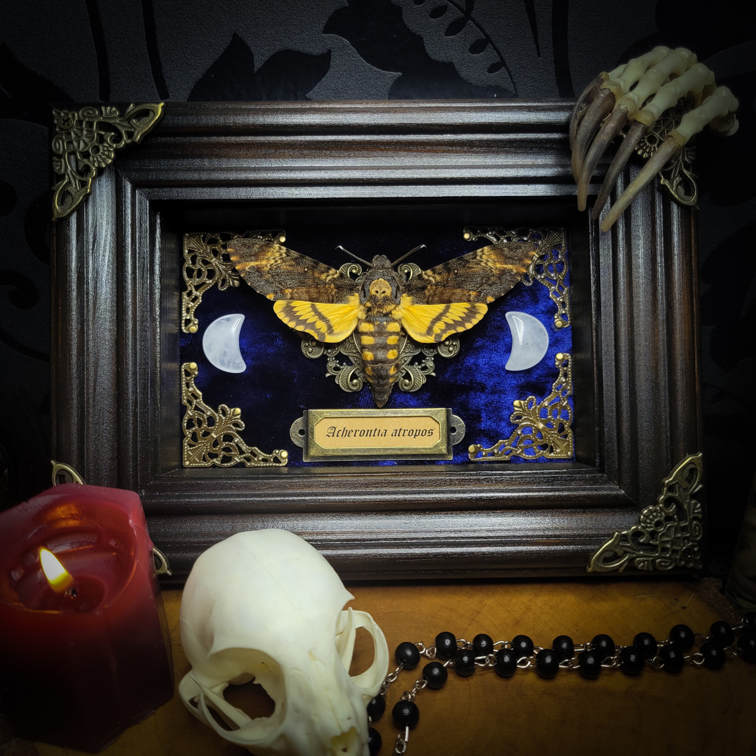 Acherontia atropos — handmade gothic frame, made to order. Death's-head hawkmoth on velvet background in fully handmade wooden frame with natural quartz crystal moons, corner ornaments and Latin species nameplate. Dark moth wall decor.