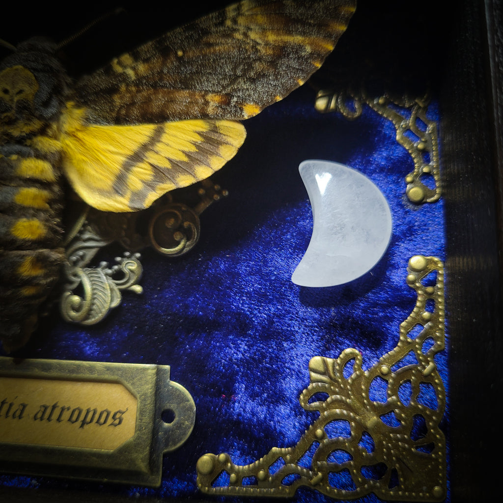 Acherontia atropos — handmade gothic frame, made to order. Death's-head hawkmoth on velvet background in fully handmade wooden frame with natural quartz crystal moons, corner ornaments and Latin species nameplate. Dark moth wall decor.