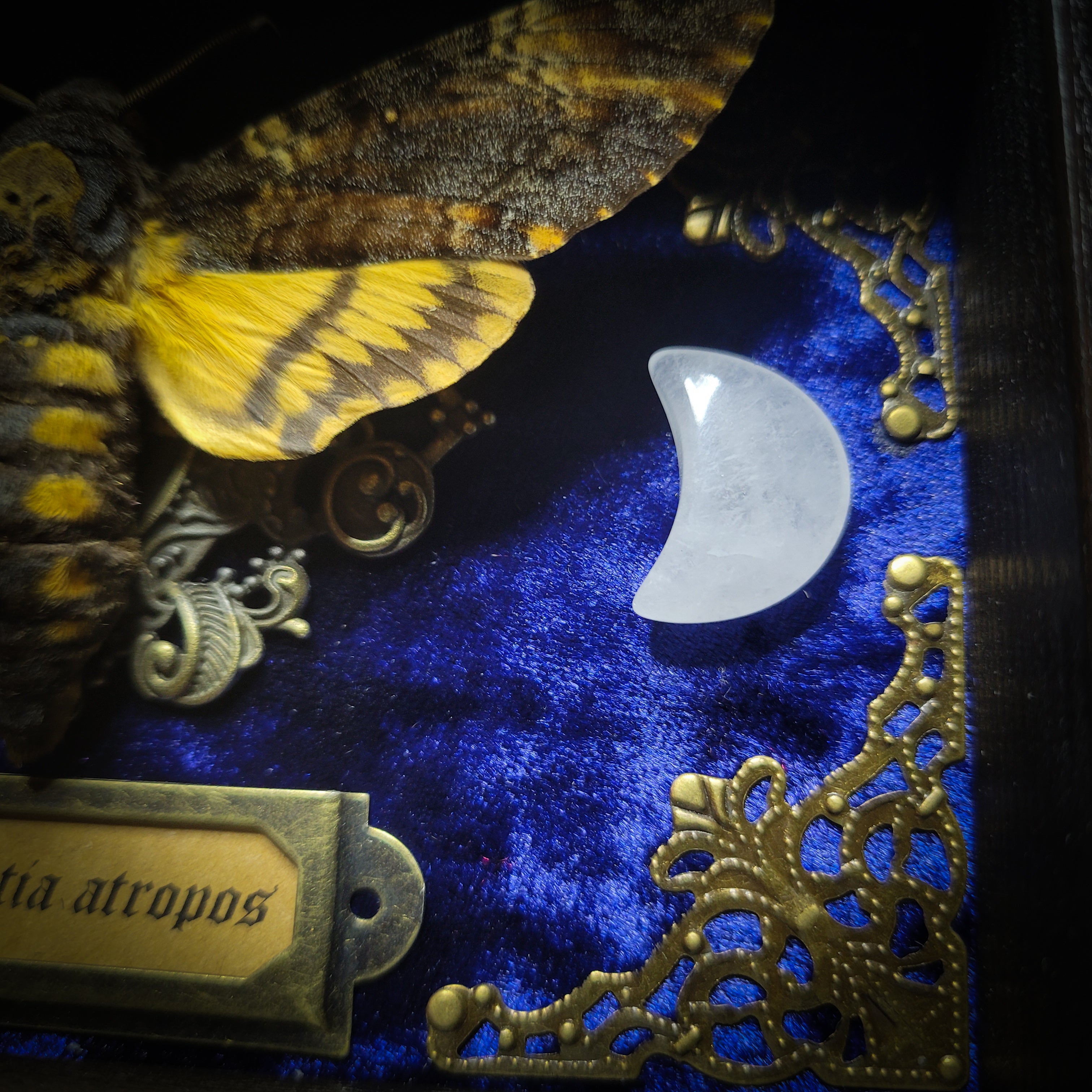 Acherontia atropos — handmade gothic frame, made to order. Death's-head hawkmoth on velvet background in fully handmade wooden frame with natural quartz crystal moons, corner ornaments and Latin species nameplate. Dark moth wall decor.
