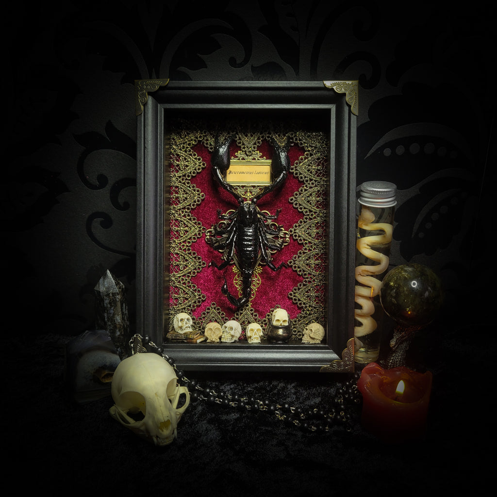 Venosa — handmade gothic shadowbox, made to order. Preserved scorpion on velvet background with ornate lace embellishments, decorative skull elements, miniature books, cauldron and Latin species nameplate. Dark ritual wall decor, 21x16cm.