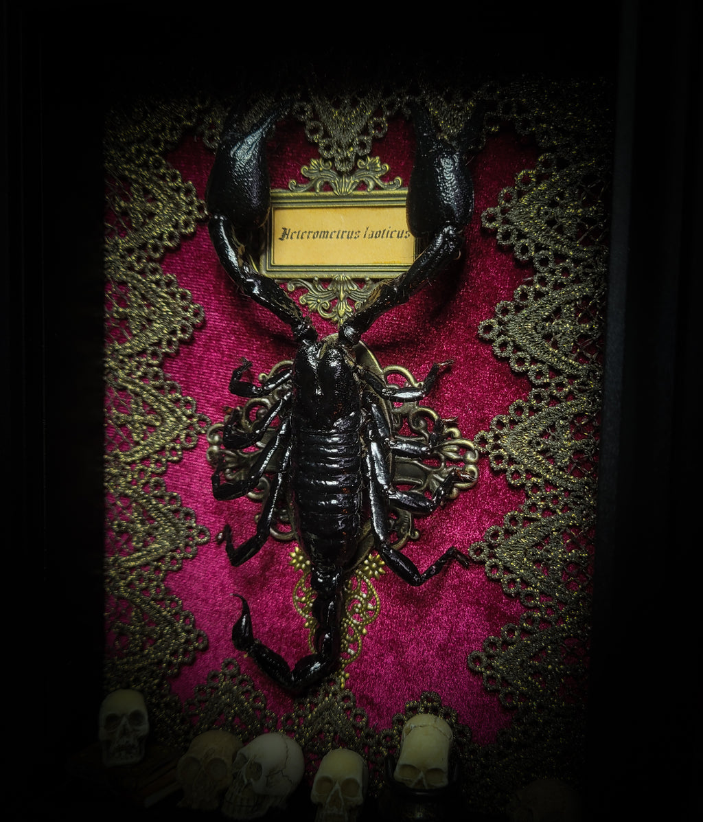 Venosa — handmade gothic shadowbox, made to order. Preserved scorpion on velvet background with ornate lace embellishments, decorative skull elements, miniature books, cauldron and Latin species nameplate. Dark ritual wall decor, 21x16cm.
