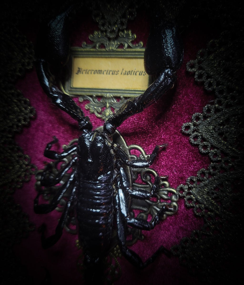 Venosa — handmade gothic shadowbox, made to order. Preserved scorpion on velvet background with ornate lace embellishments, decorative skull elements, miniature books, cauldron and Latin species nameplate. Dark ritual wall decor, 21x16cm.