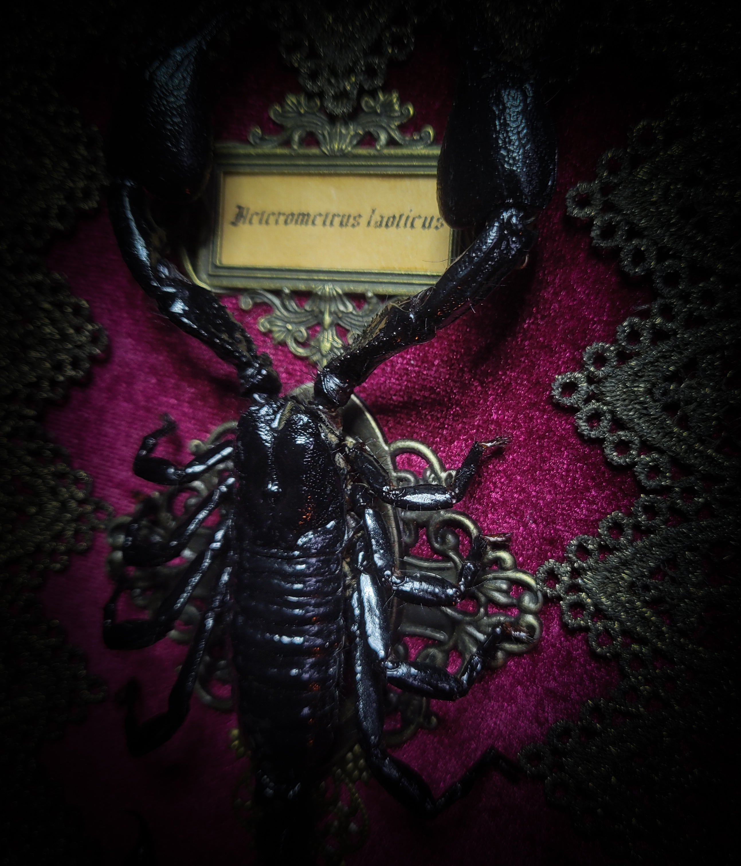 Venosa — handmade gothic shadowbox, made to order. Preserved scorpion on velvet background with ornate lace embellishments, decorative skull elements, miniature books, cauldron and Latin species nameplate. Dark ritual wall decor, 21x16cm.