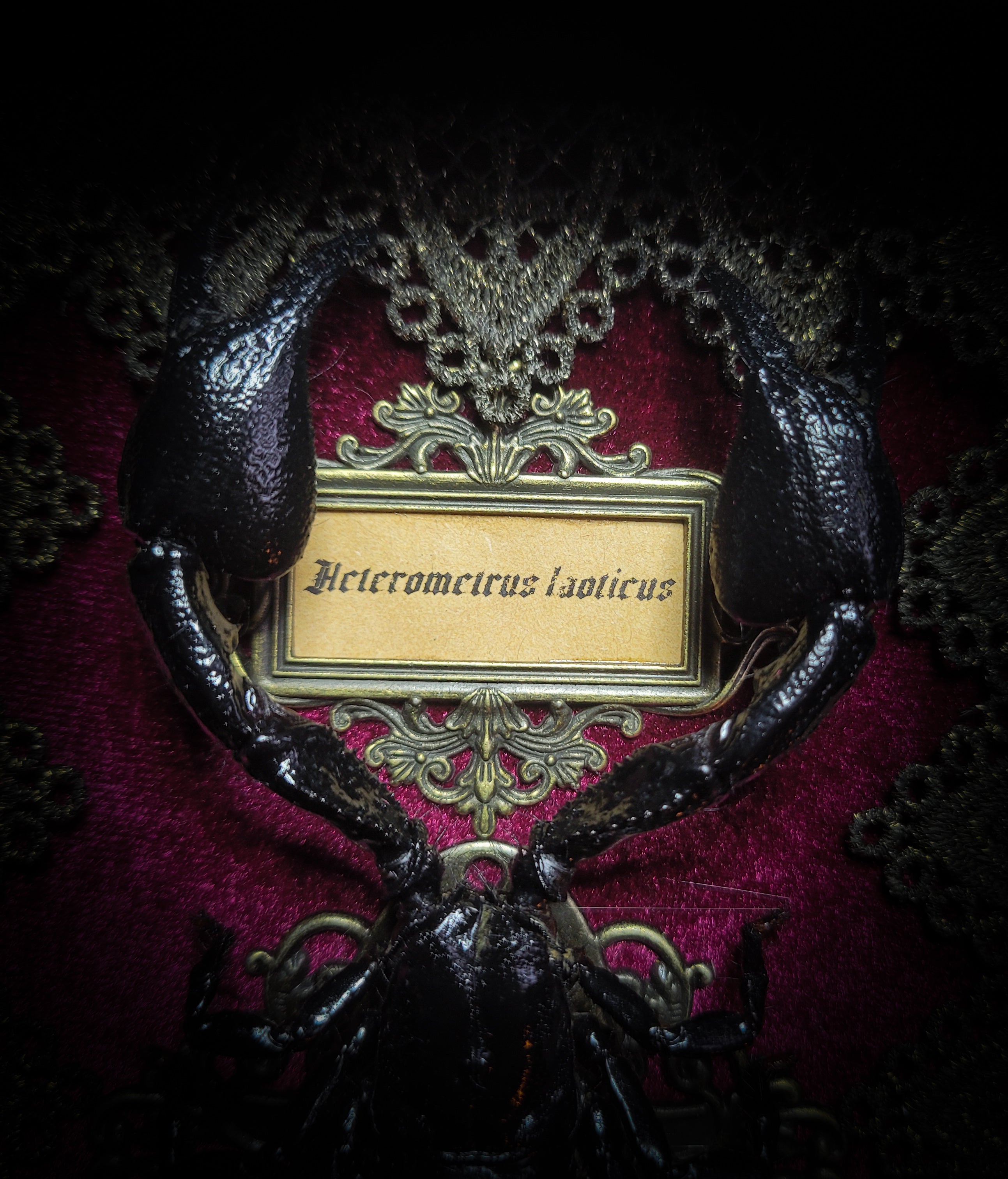 Venosa — handmade gothic shadowbox, made to order. Preserved scorpion on velvet background with ornate lace embellishments, decorative skull elements, miniature books, cauldron and Latin species nameplate. Dark ritual wall decor, 21x16cm.
