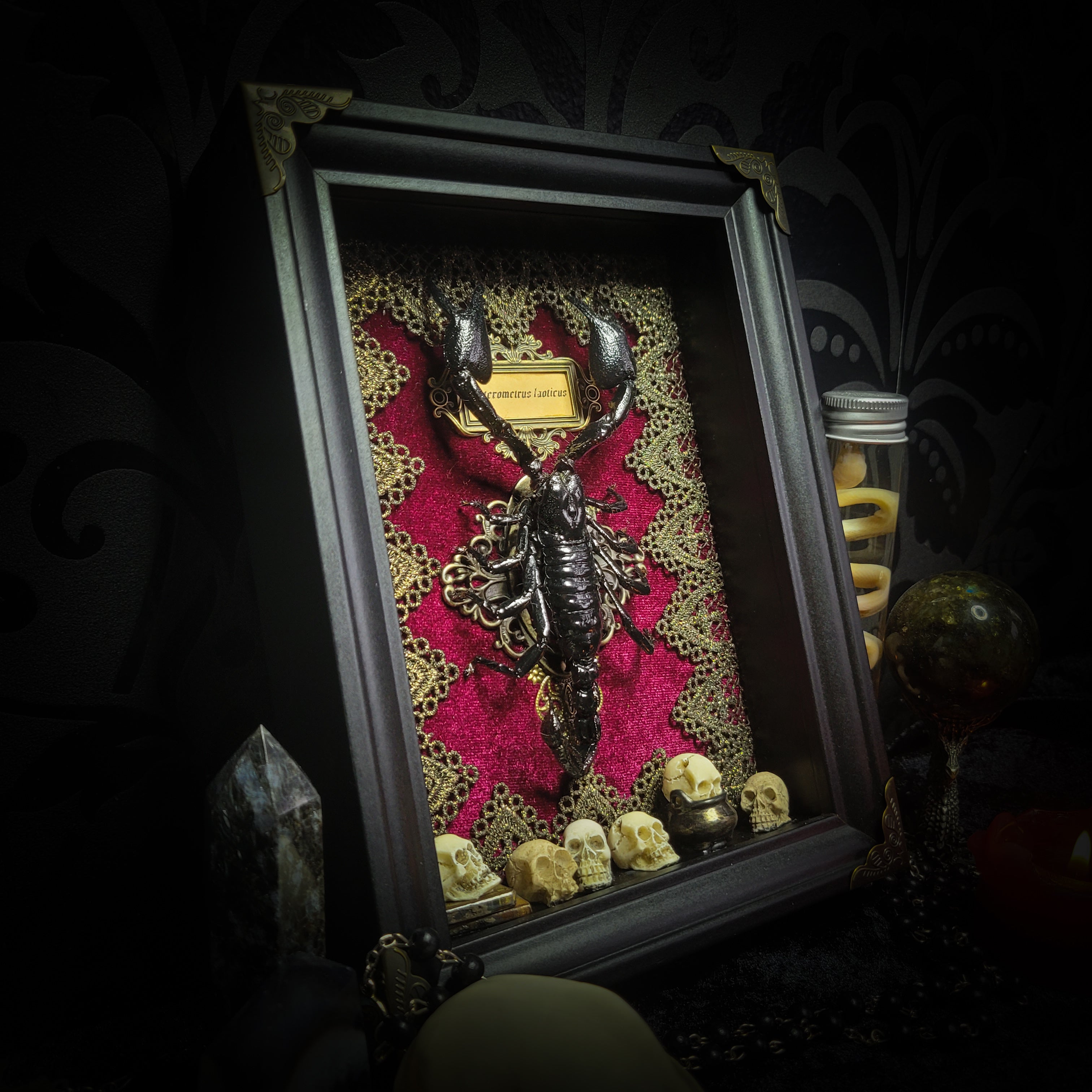 Venosa — handmade gothic shadowbox, made to order. Preserved scorpion on velvet background with ornate lace embellishments, decorative skull elements, miniature books, cauldron and Latin species nameplate. Dark ritual wall decor, 21x16cm.