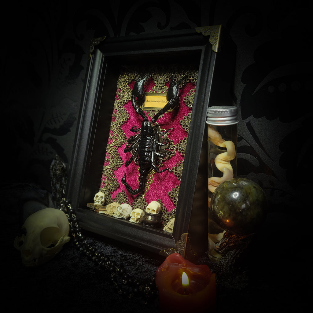 Venosa — handmade gothic shadowbox, made to order. Preserved scorpion on velvet background with ornate lace embellishments, decorative skull elements, miniature books, cauldron and Latin species nameplate. Dark ritual wall decor, 21x16cm.