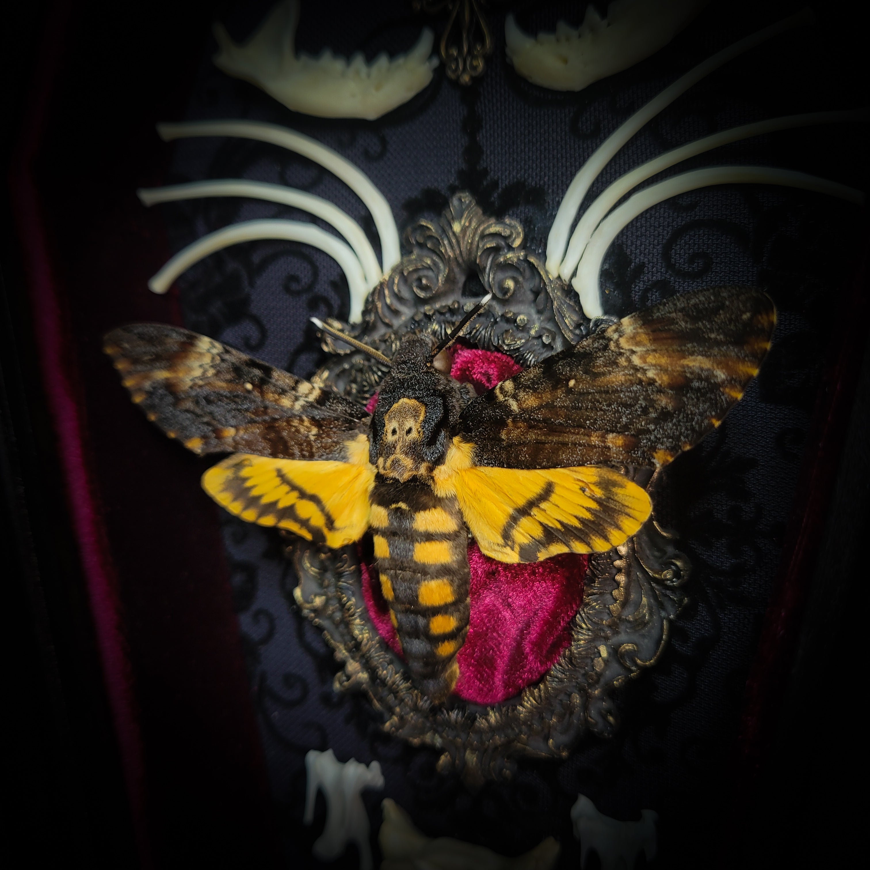 Moth Wooden Coffins — handmade gothic coffin shadowbox, made to order. Real death's-head moth (Acherontia atropos) in handbuilt wooden coffin frame with velvet background, bones, metallic ornaments and ritua