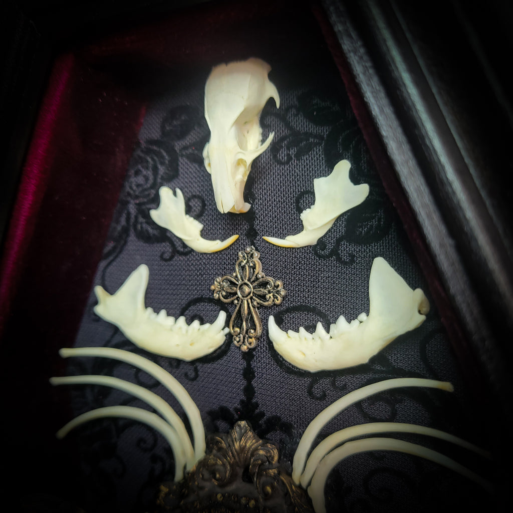 Moth Wooden Coffins — handmade gothic coffin shadowbox, made to order. Real death's-head moth (Acherontia atropos) in handbuilt wooden coffin frame with velvet background, bones, metallic ornaments and ritua
