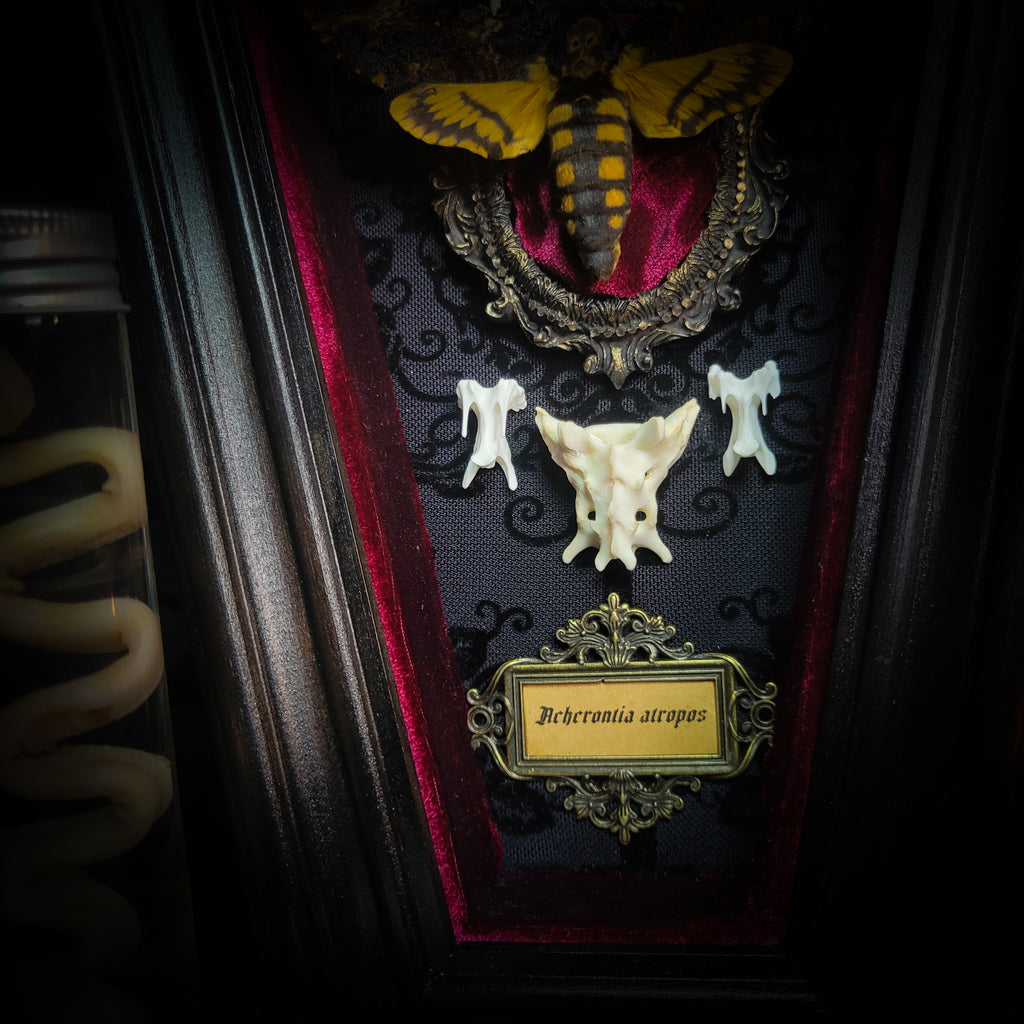 Moth Wooden Coffins — handmade gothic coffin shadowbox, made to order. Real death's-head moth (Acherontia atropos) in handbuilt wooden coffin frame with velvet background, bones, metallic ornaments and ritua