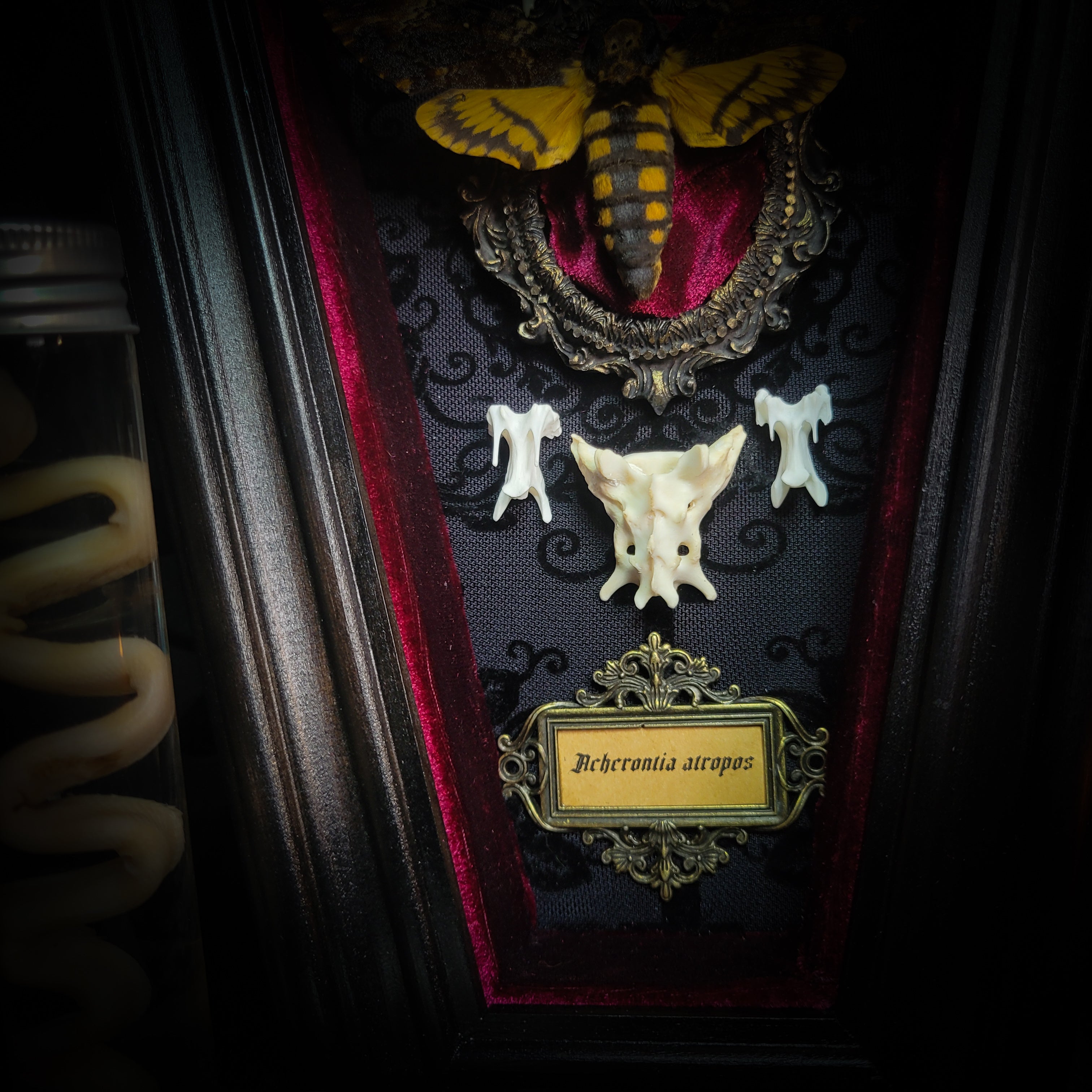 Moth Wooden Coffins — handmade gothic coffin shadowbox, made to order. Real death's-head moth (Acherontia atropos) in handbuilt wooden coffin frame with velvet background, bones, metallic ornaments and ritua