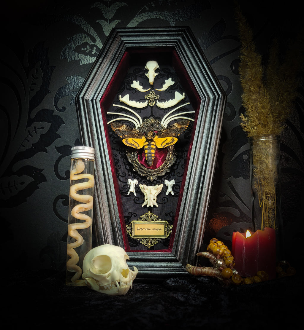 Moth Wooden Coffins — handmade gothic coffin shadowbox, made to order. Real death's-head moth (Acherontia atropos) in handbuilt wooden coffin frame with velvet background, bones, metallic ornaments and ritua