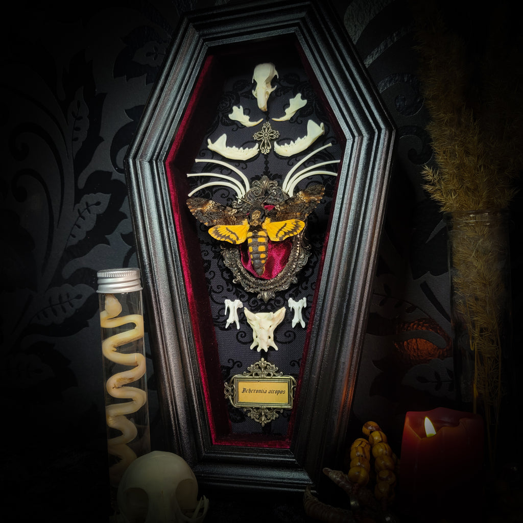 Moth Wooden Coffins — handmade gothic coffin shadowbox, made to order. Real death's-head moth (Acherontia atropos) in handbuilt wooden coffin frame with velvet background, bones, metallic ornaments and ritua
