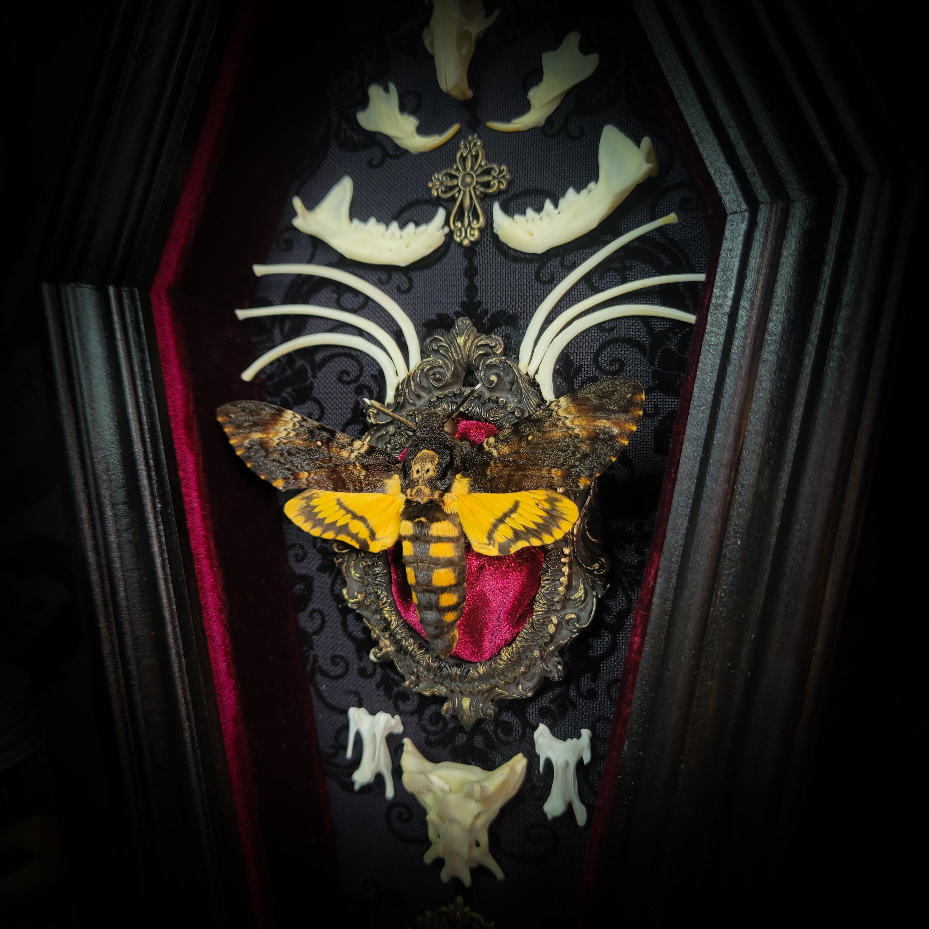 Moth Wooden Coffins — handmade gothic coffin shadowbox, made to order. Real death's-head moth (Acherontia atropos) in handbuilt wooden coffin frame with velvet background, bones, metallic ornaments and ritua