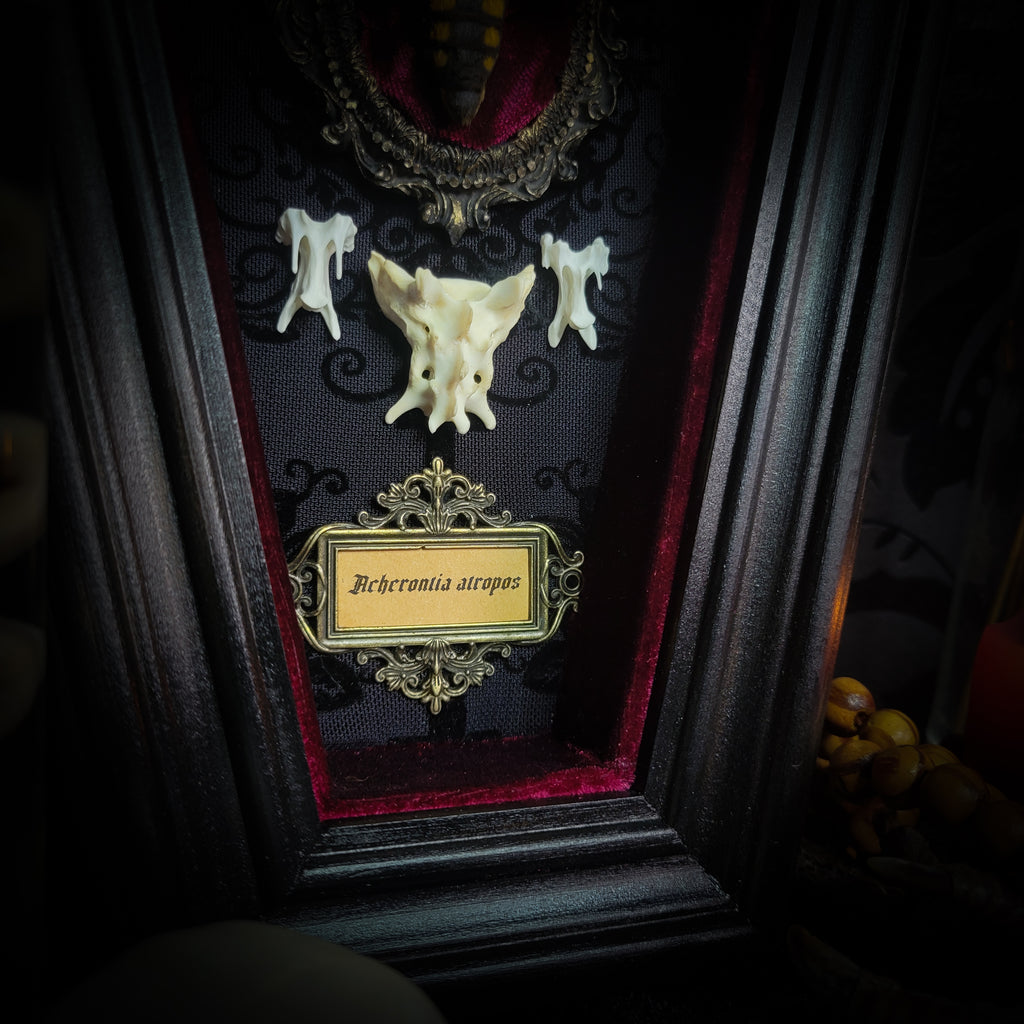 Moth Wooden Coffins — handmade gothic coffin shadowbox, made to order. Real death's-head moth (Acherontia atropos) in handbuilt wooden coffin frame with velvet background, bones, metallic ornaments and ritua
