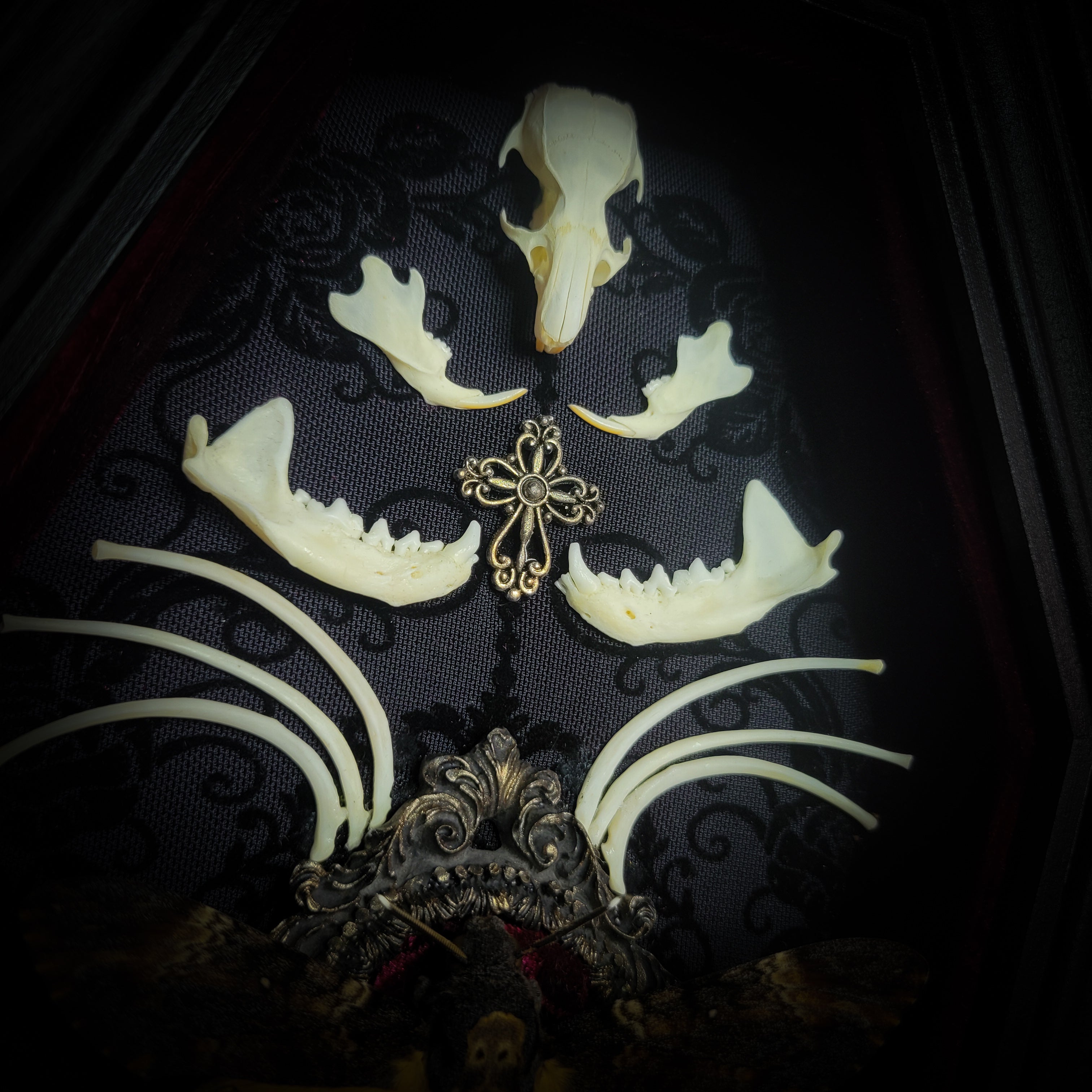 Moth Wooden Coffins — handmade gothic coffin shadowbox, made to order. Real death's-head moth (Acherontia atropos) in handbuilt wooden coffin frame with velvet background, bones, metallic ornaments and ritua