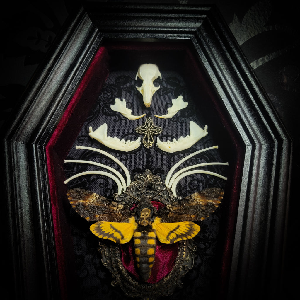 Moth Wooden Coffins — handmade gothic coffin shadowbox, made to order. Real death's-head moth (Acherontia atropos) in handbuilt wooden coffin frame with velvet background, bones, metallic ornaments and ritua