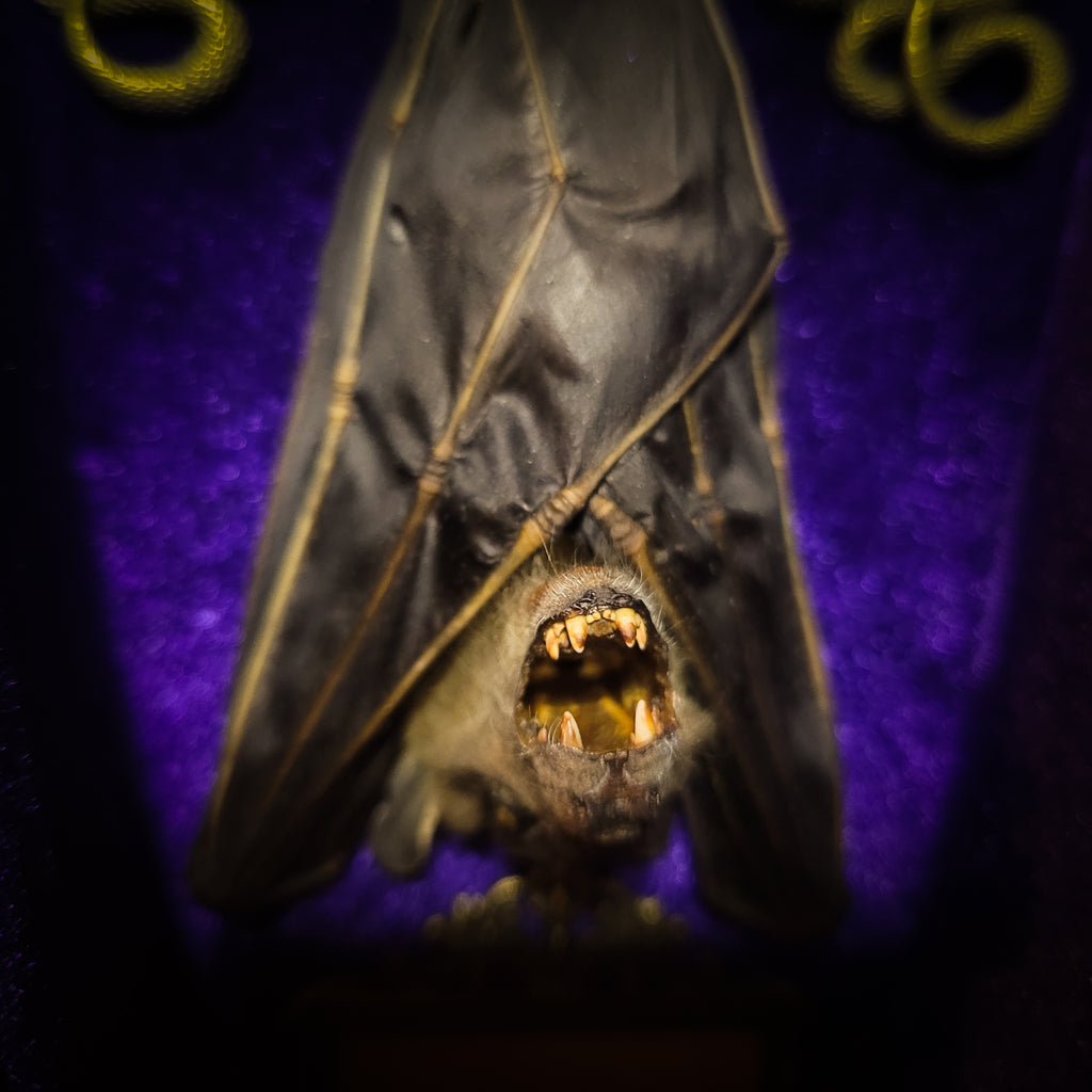 Bat Wooden Coffins — handmade gothic coffin shadowbox, made to order. Handbuilt wooden coffin frame with bat specimen, velvet background, ornate decorations and ritual details. Dark gothic wall and altar decor, made from scratch.