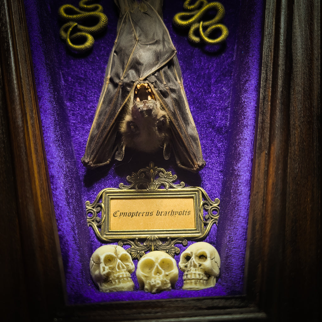 Bat Wooden Coffins — handmade gothic coffin shadowbox, made to order. Handbuilt wooden coffin frame with bat specimen, velvet background, ornate decorations and ritual details. Dark gothic wall and altar decor, made from scratch.