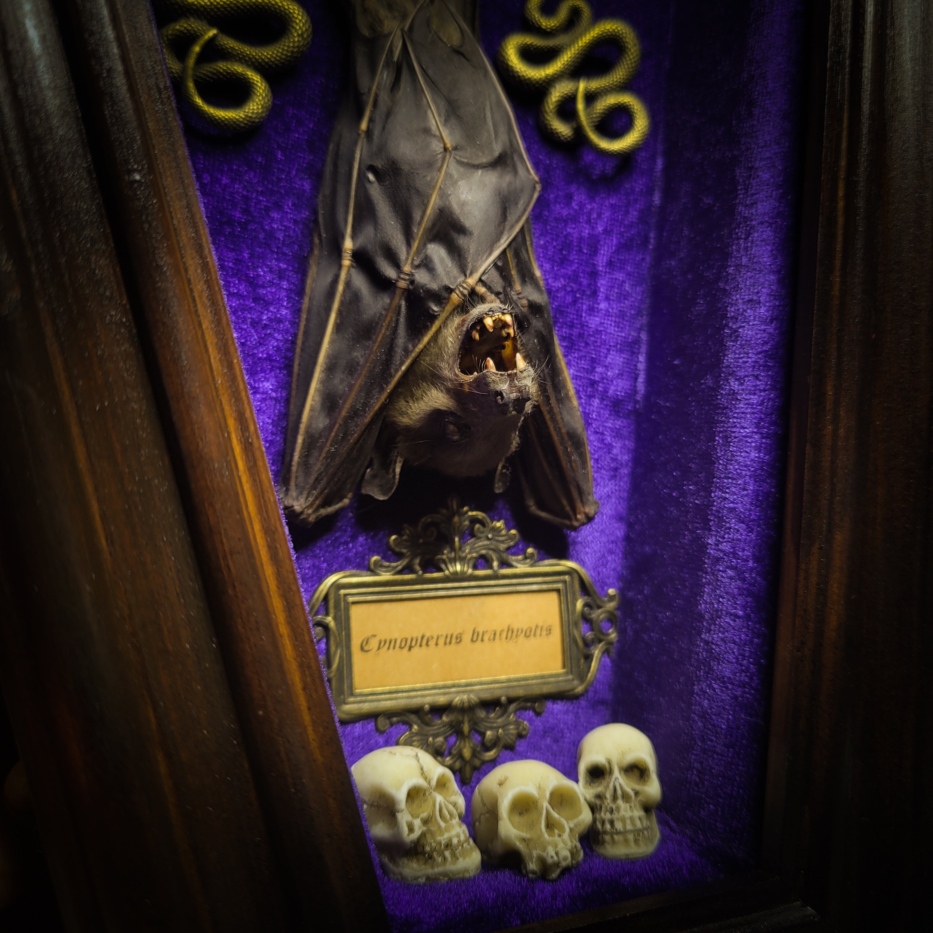 Bat Wooden Coffins — handmade gothic coffin shadowbox, made to order. Handbuilt wooden coffin frame with bat specimen, velvet background, ornate decorations and ritual details. Dark gothic wall and altar decor, made from scratch.
